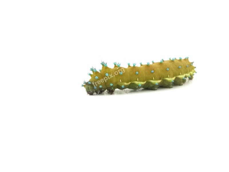 Caterpillar Nature Isolated Animal Insect