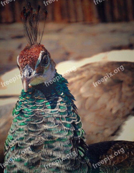 Peacock Datong Animal Free Photos