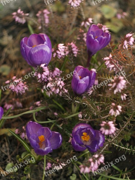 Erica Crocus Autumn Free Photos