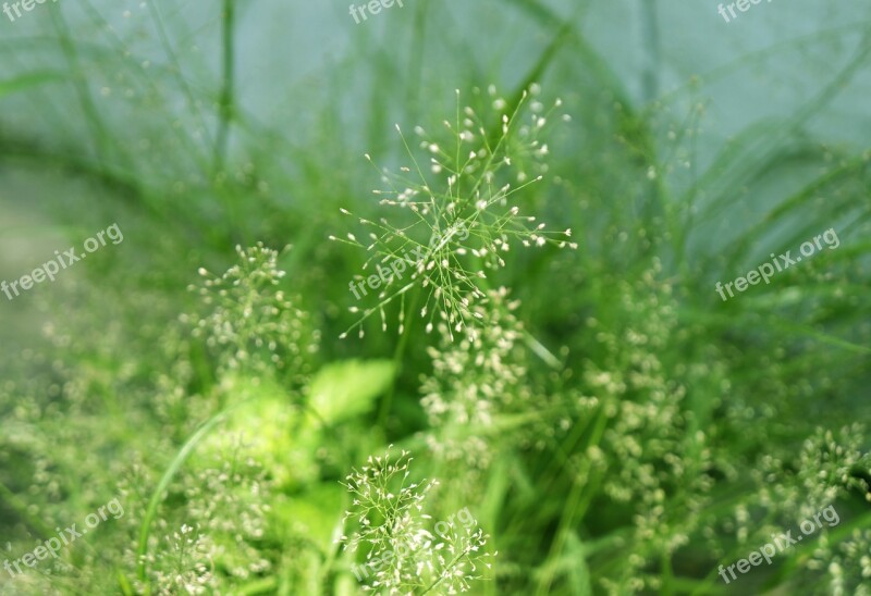 Neck Natural Background Free Photos