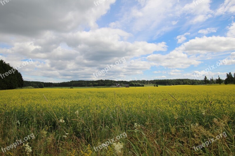 Summer Grain Clouds Rapeseed Free Photos