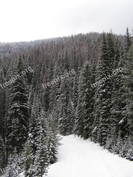 Snowfall Trees Winter Snowy Path Outdoor