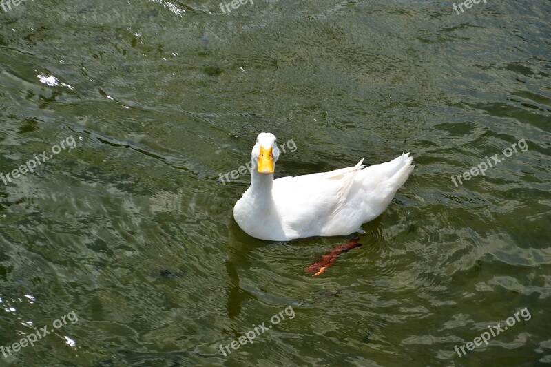 Smiling Texan Duck Happy Love Proud Animal