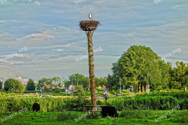 Bird Wildlife Nest Stork Stork Nest