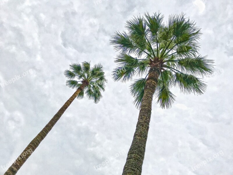 Palm Sky Clouds Beach Cloudiness