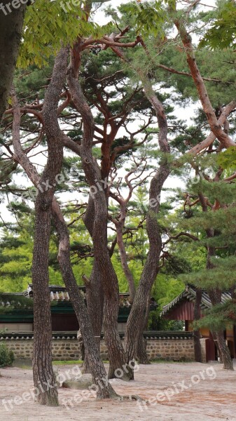 Pine Tree Pinetree Pine Tree Nature