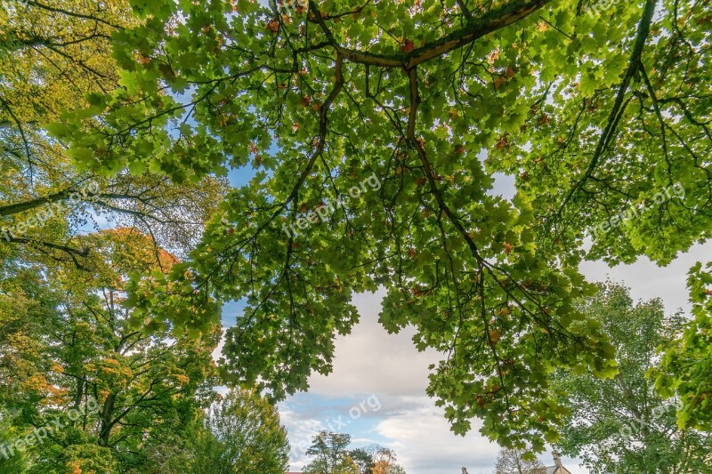 Branch Branching Out Deciduous Tree Free Photos