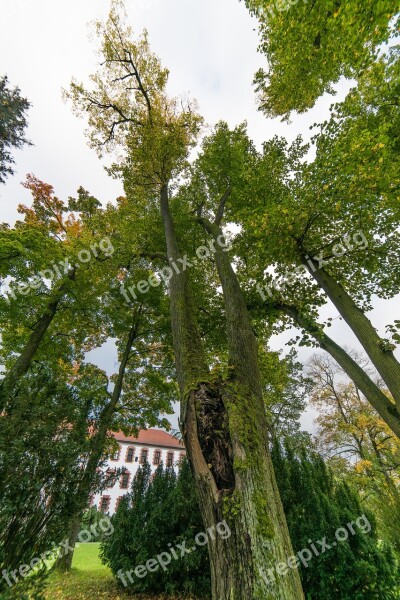 Tree High Large Perspective Deciduous Tree