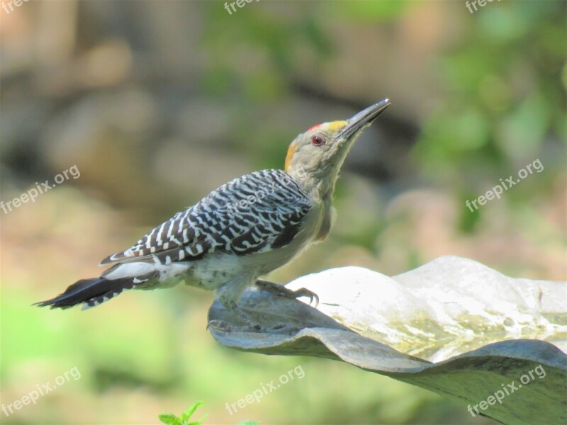 Bird Woodpecker Wildlife Free Photos