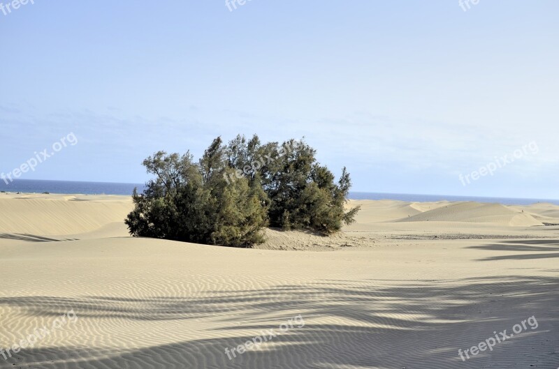 Gran Canaria The Sand Dunes Ocean Free Photos