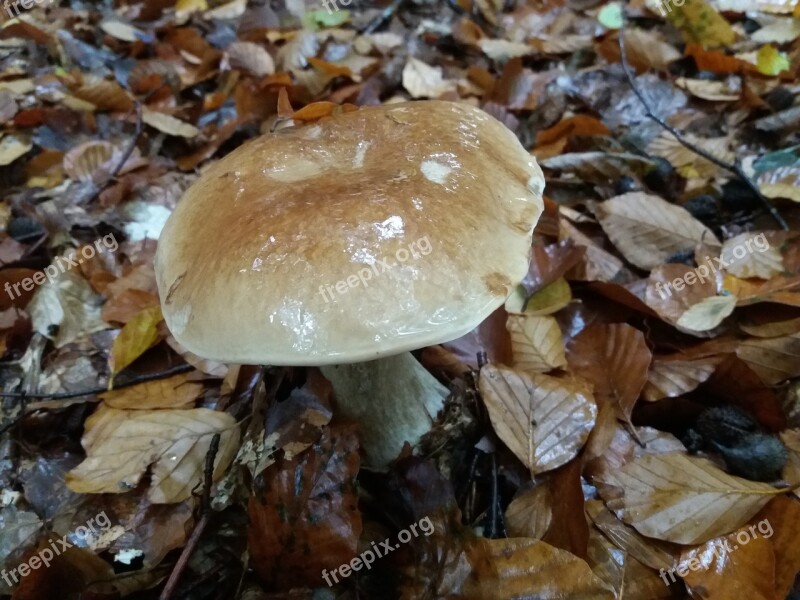 Cep Boletus Fungus Fall Undergrowth