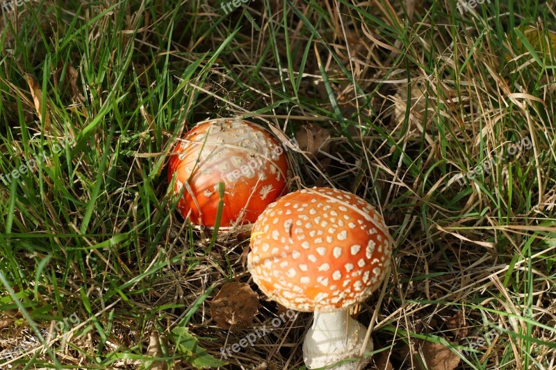 Autumn Mushroom Amanita Red Poisonous Mushroom