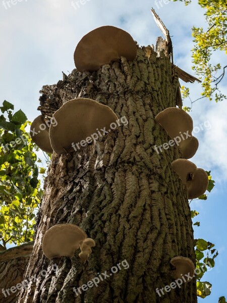 Tree Fungus Fungal Growth Log Mushroom Old Wood