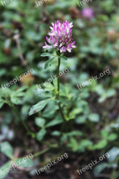 Klee Plant Red Clover Blossom Bloom