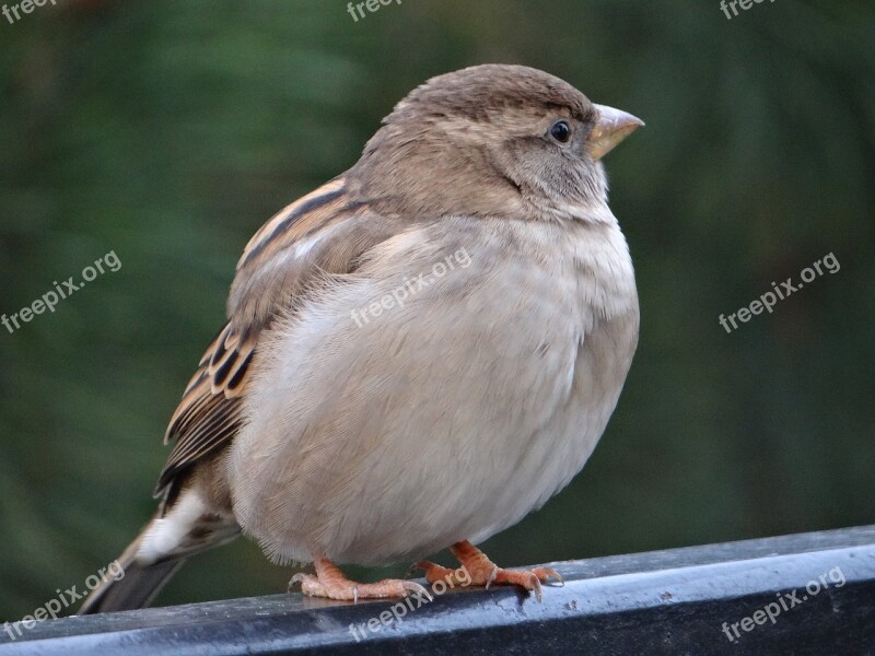 The Sparrow Bird Gray Nature Wróblowaty