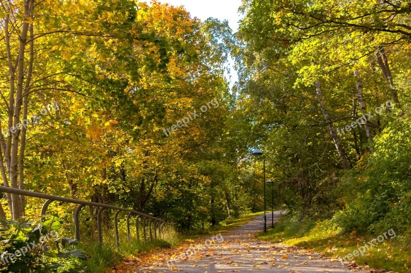 Autumn Way Tree Landscape Foliage