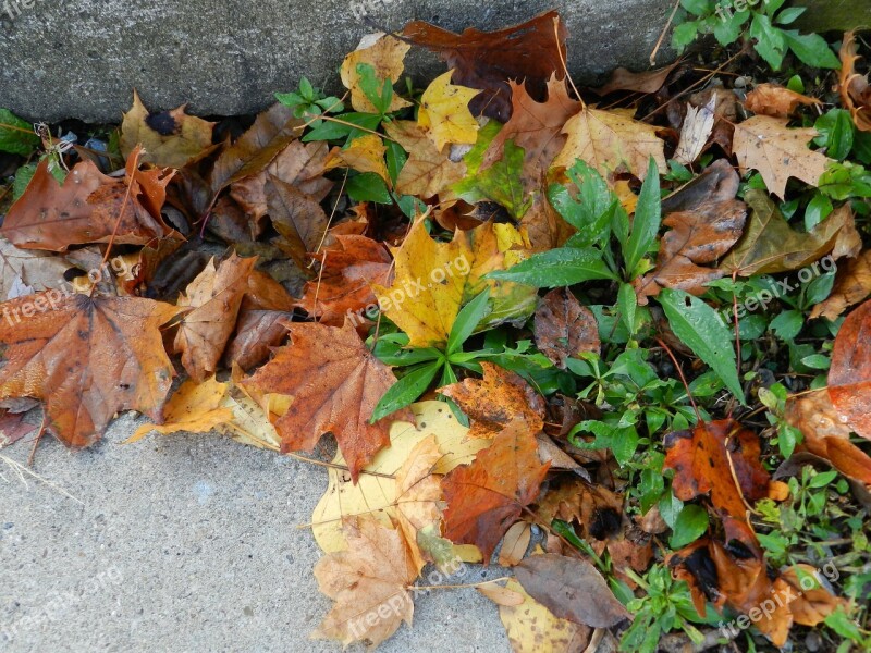 Leaves Weeds Fall Autumn Plant