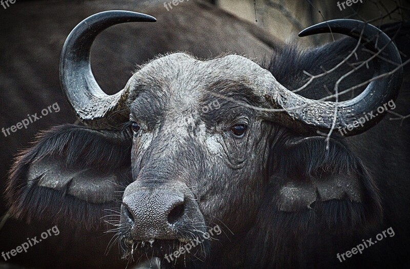 South Africa Buffalo Wild Animal Head Animal World