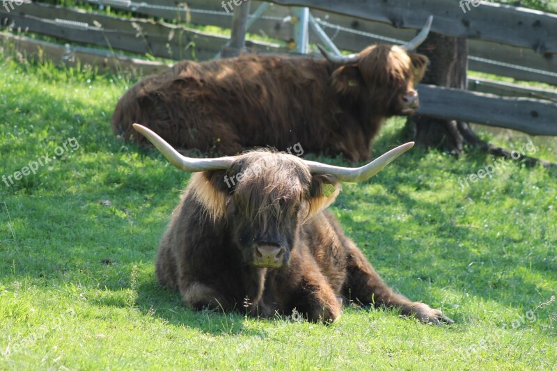 Aiderbichl Animals Sanctuary Hoofed Animals Cows