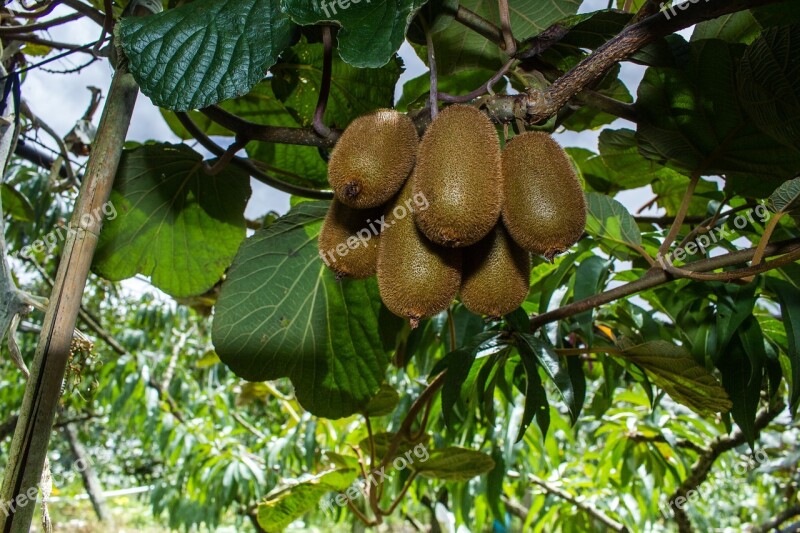 Kiwi Trees Orchard Free Photos