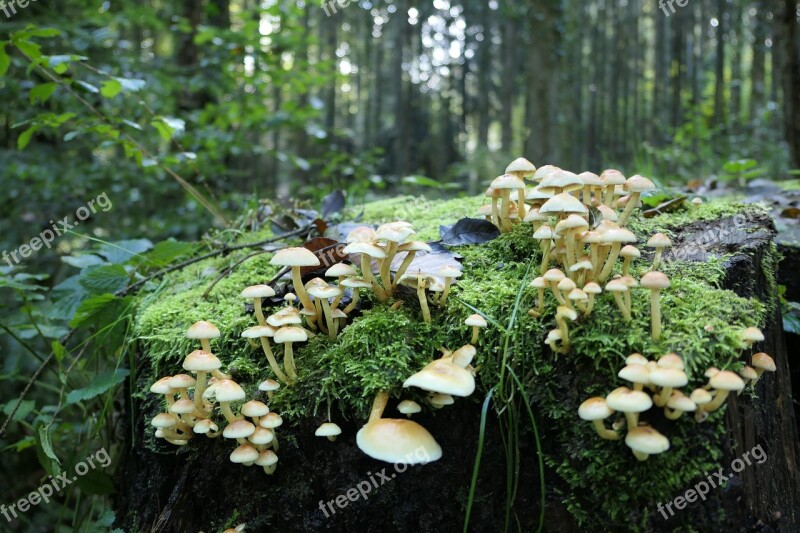 Moss Mushrooms Forest Nature Tree Stump