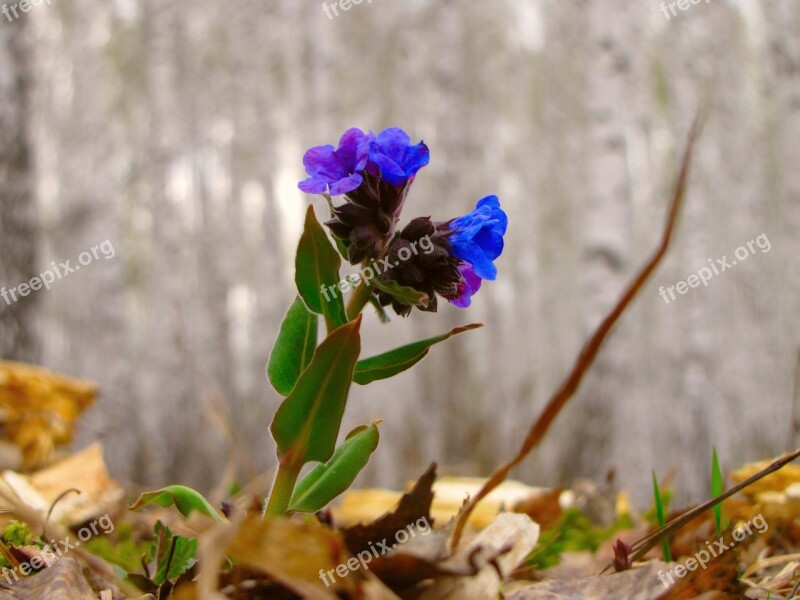 Spring Russia Vacation Landscape Nature