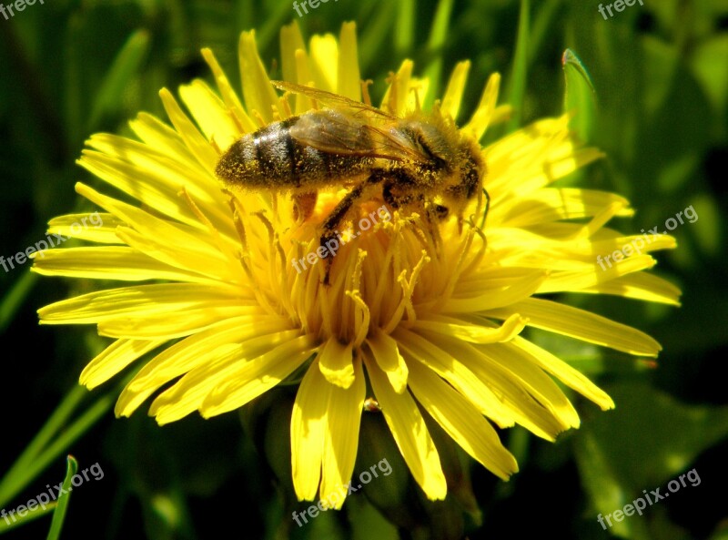 Insect Blossom Bloom Flower Honey Bee