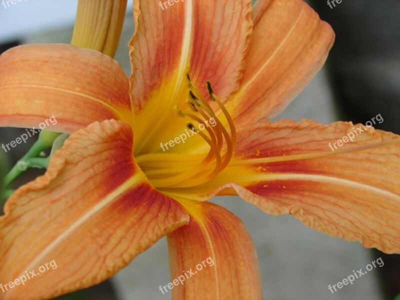 Flower Orange Nature Flower Isolated Free Photos