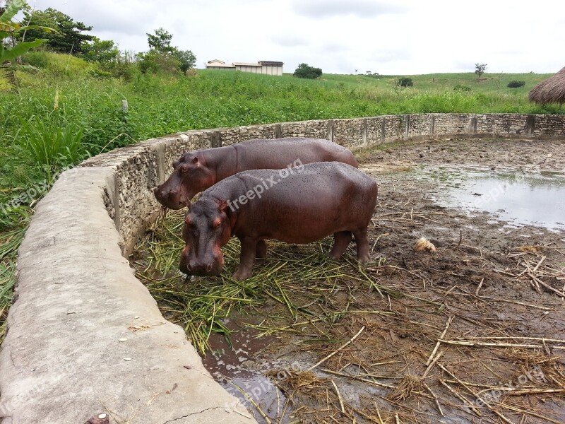 Hippo Mammal Hippopotamidae Animal Animal World