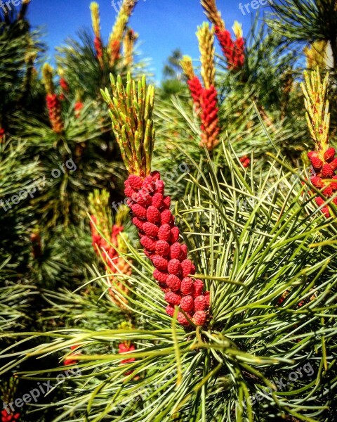 Pine Inflorescences Kerkät Nature Wood