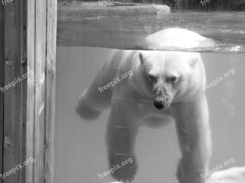 Bear Animal Ice Floe Wild Animal The Bear