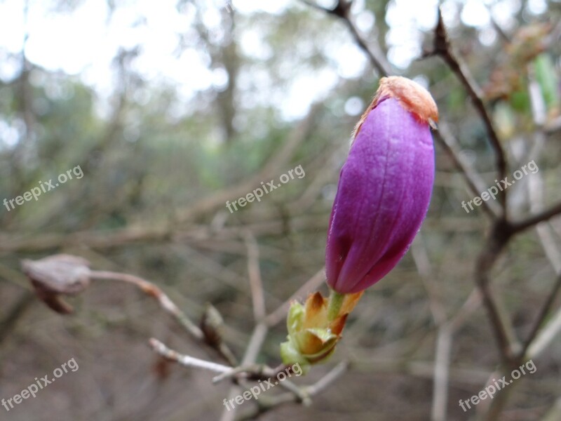 Magnolia Bud Botanical Garden Plant Magnolia Branches