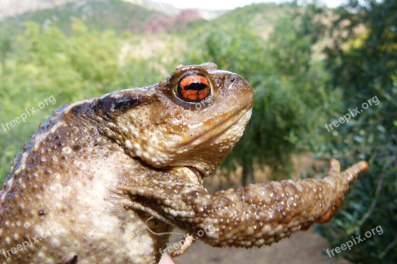 Toad Bufo Bufo Batrachian Warts Rough Skin