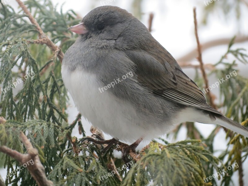 Bird Snow Bird Nature Animal Wildlife