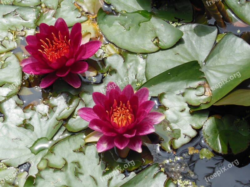 Water Lily Red Flower Basin Free Photos