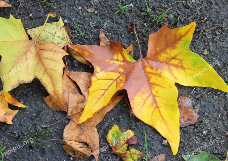 Platanus Sheet Platana Autumn Fall Nature