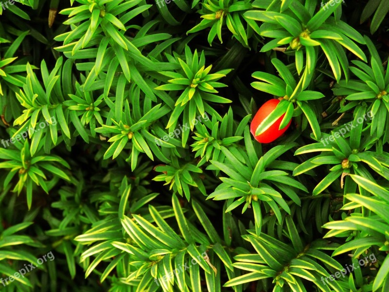 Berry Bush Leaf Leaves Background