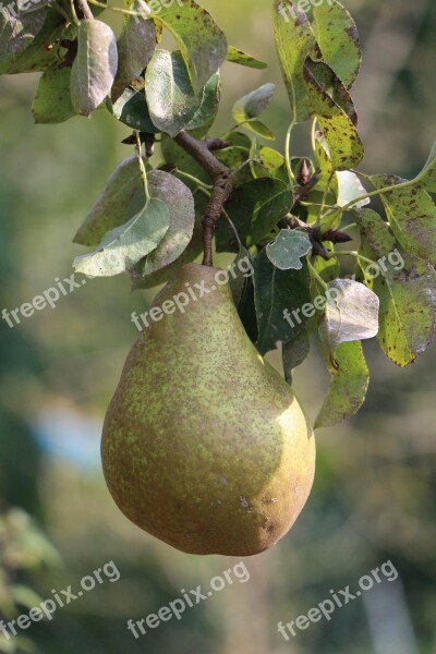 Pear Fruit Ripe Healthy Harvest