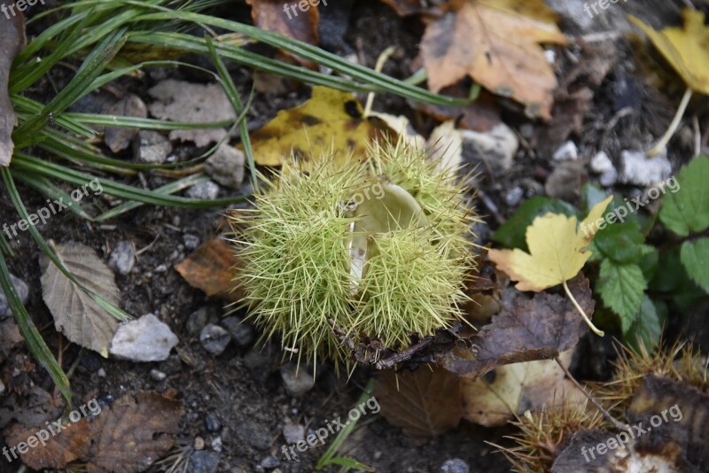 Autumn Maroni Sweet Chestnuts Chestnut Decoration Autumn