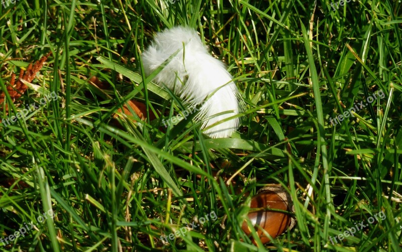 Feather Autumn Meadow Nature Leaves