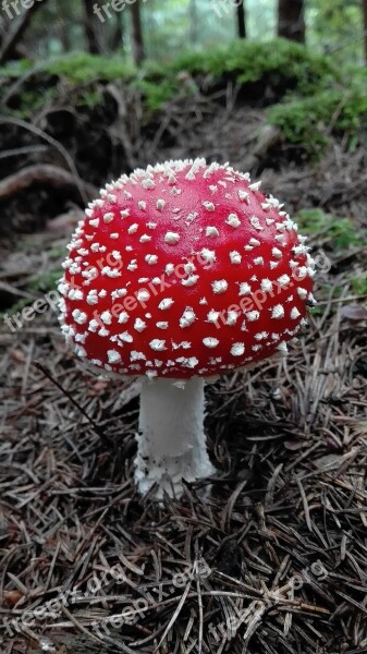 Fly Agaric Bright Red Round Toxic Free Photos