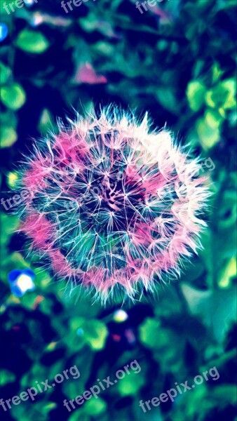 Dandelion Colorful Flower Plant Nature