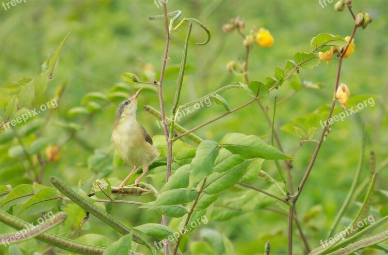 Small Bird Resting On Branch Plant Flowers Nature