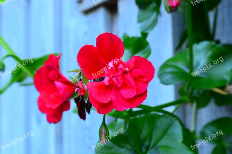 Red Flower Plant Nature Garden Red