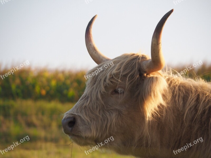 Beef Calf Highlands Scottish Hochlandrind Agriculture