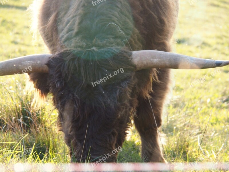 Beef Calf Highlands Scottish Hochlandrind Agriculture