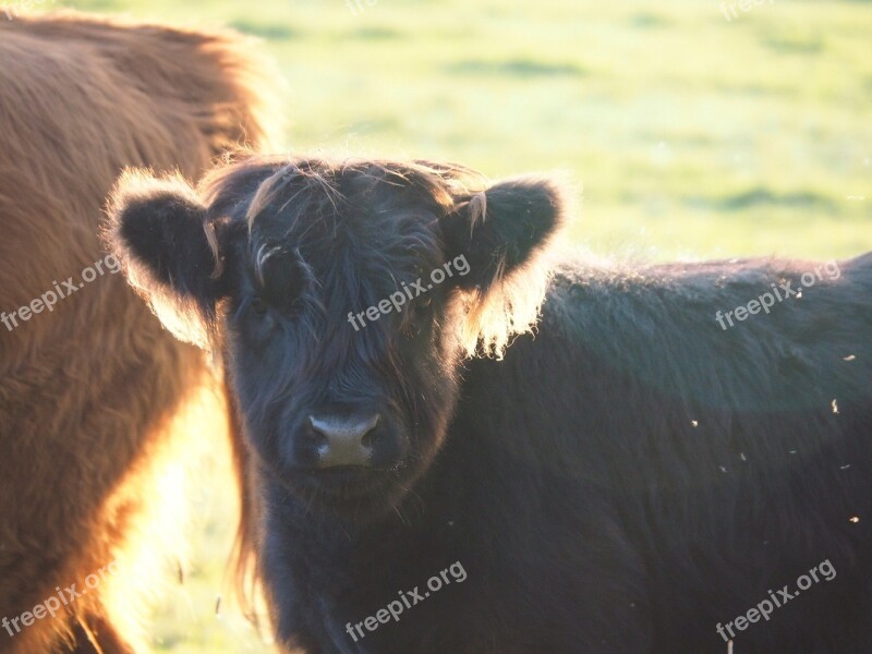 Beef Calf Highlands Scottish Hochlandrind Agriculture