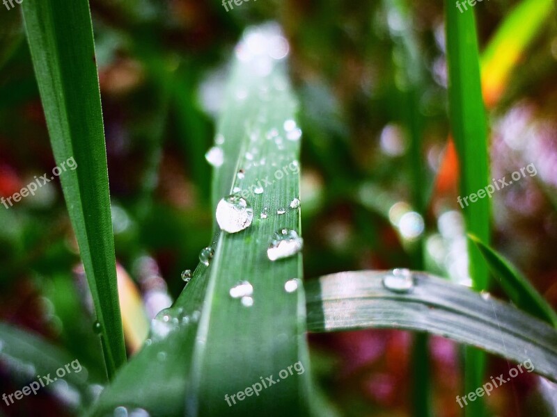 A Drop Of Grass Rain Colorful Green