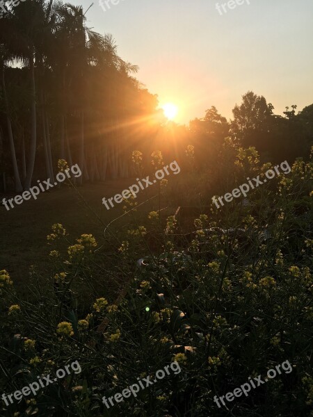 Sunset Garden Vegetables Trees Agriculture