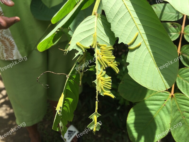 Butterfly Larva C Pupa Cycle